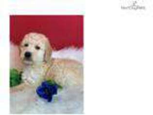 Labradoodle Puppy for sale in Fort Worth, TX, USA