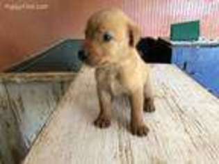 Labrador Retriever Puppy for sale in Palestine, TX, USA
