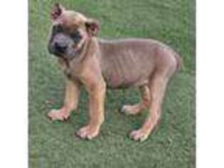 Cane Corso Puppy for sale in Victorville, CA, USA