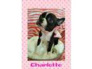 Boston Terrier Puppy for sale in Archbold, OH, USA