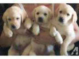 Labrador Retriever Puppy for sale in FRIENDSWOOD, TX, USA