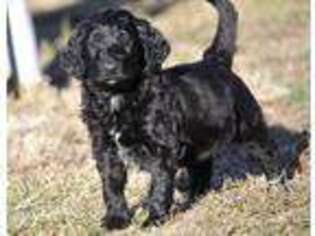 Goldendoodle Puppy for sale in Crocker, MO, USA