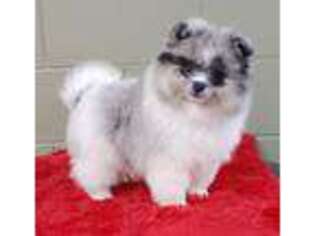 Pomeranian Puppy for sale in San Luis Obispo, CA, USA