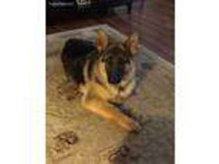 German Shepherd Dog Puppy for sale in Saint Charles, MO, USA