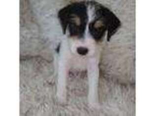 Jack Russell Terrier Puppy for sale in Palestine, TX, USA