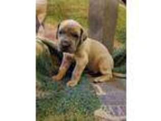 Great Dane Puppy for sale in Medford, WI, USA