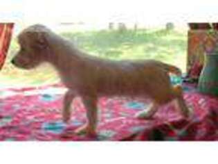Yorkshire Terrier Puppy for sale in Summerfield, FL, USA