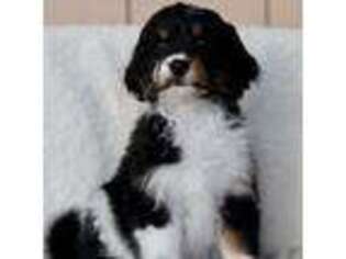 Mutt Puppy for sale in Oshkosh, WI, USA