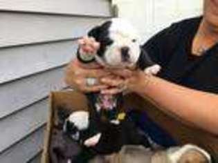 Bulldog Puppy for sale in Altoona, PA, USA