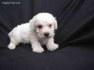 Bichon Frise Puppy for sale in Alexis, NC, USA