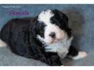 Mutt Puppy for sale in Winchester, KY, USA