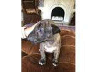 Bull Terrier Puppy for sale in Muskogee, OK, USA