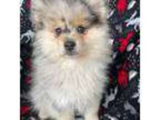 Pomeranian Puppy for sale in Rolla, MO, USA