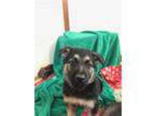 German Shepherd Dog Puppy for sale in Burr Oak, MI, USA