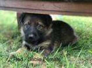 German Shepherd Dog Puppy for sale in Colfax, IN, USA