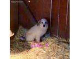 Great Pyrenees Puppy for sale in La Center, WA, USA