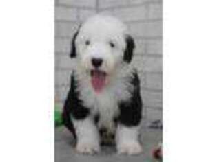 Old English Sheepdog Puppy for sale in Moravia, IA, USA
