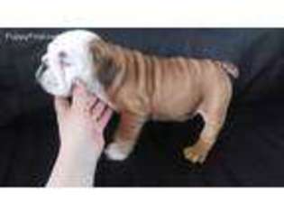 Bulldog Puppy for sale in Saint Helens, OR, USA