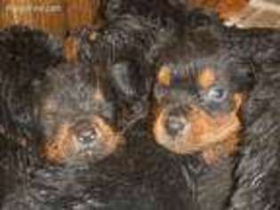 Rottweiler Puppy for sale in Union, KY, USA