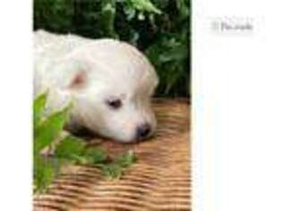 American Eskimo Dog Puppy for sale in Kirksville, MO, USA