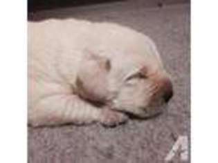 Labrador Retriever Puppy for sale in Discovery Bay, CA, USA