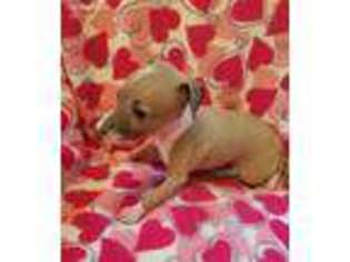 Italian Greyhound Puppy for sale in Perry, FL, USA