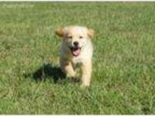 Golden Retriever Puppy for sale in Mcpherson, KS, USA