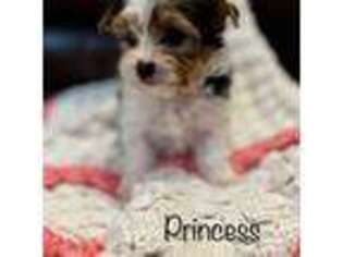 Yorkshire Terrier Puppy for sale in Gonzales, LA, USA