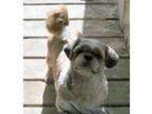 Mutt Puppy for sale in Granton, WI, USA