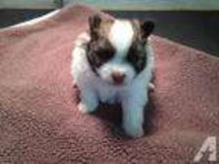 Pomeranian Puppy for sale in MONROE, LA, USA