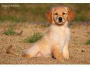 Golden Retriever Puppy for sale in Clements, MD, USA