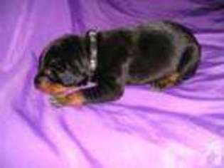 Doberman Pinscher Puppy for sale in OTWAY, OH, USA