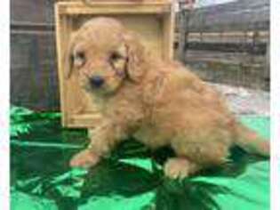 Goldendoodle Puppy for sale in Paxton, IL, USA