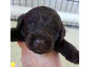 Labradoodle Puppy for sale in Sparta, TN, USA