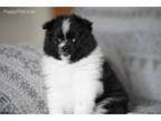 Pomeranian Puppy for sale in Federal Way, WA, USA