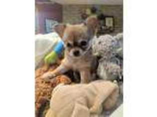 Chihuahua Puppy for sale in Valley Center, CA, USA