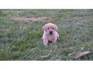 Labrador Retriever Puppy for sale in Salem, IL, USA