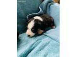 Miniature Australian Shepherd Puppy for sale in Wilburton, OK, USA