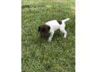 German Shorthaired Pointer Puppy for sale in Vicksburg, MI, USA