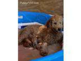 Labradoodle Puppy for sale in Rhine, GA, USA