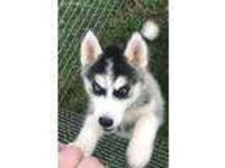 Siberian Husky Puppy for sale in Springfield, TN, USA