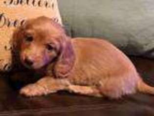 Dachshund Puppy for sale in Campbell, TX, USA