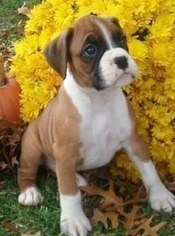 Boxer Puppy for sale in Lawrence, KS, USA