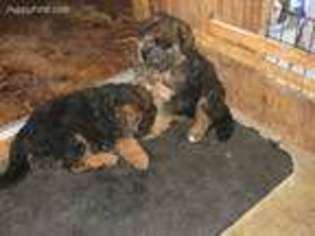 German Shepherd Dog Puppy for sale in Kent, WA, USA