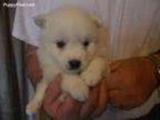 Mutt Puppy for sale in Packwood, IA, USA