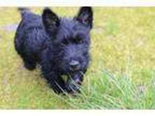 Scottish Terrier Puppy for sale in Oakville, WA, USA