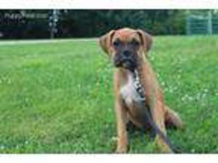Boxer Puppy for sale in Bremen, IN, USA