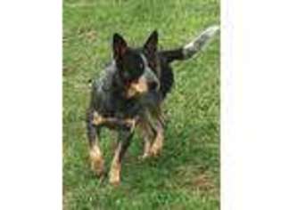 Australian Cattle Dog Puppy for sale in Chester, IL, USA