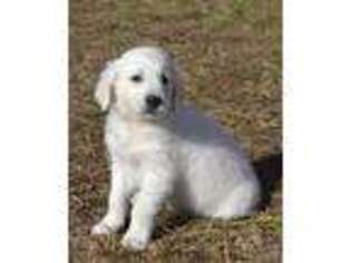 Mutt Puppy for sale in Powhatan, VA, USA