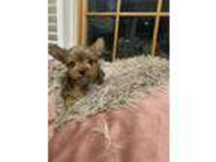 Yorkshire Terrier Puppy for sale in Great Falls, VA, USA